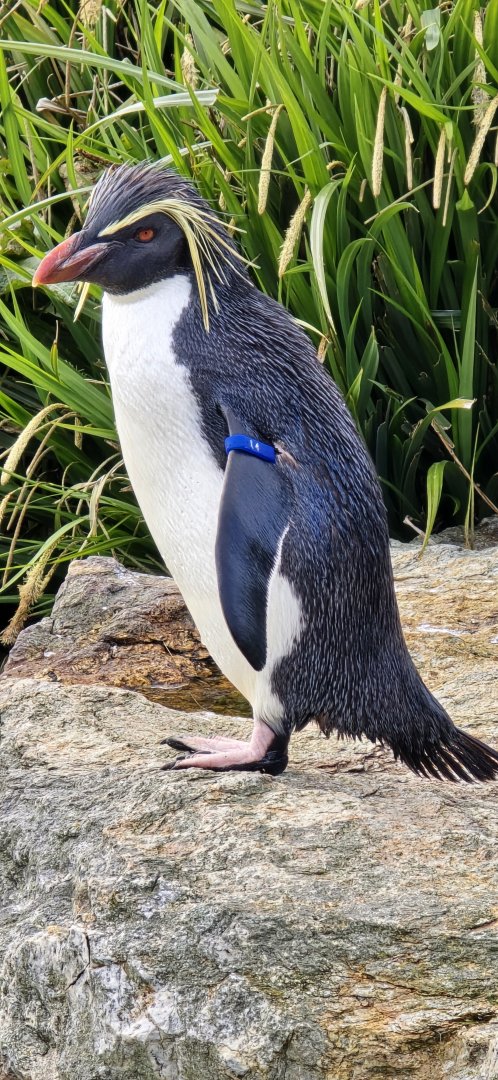 Northern Rockhopper penguin