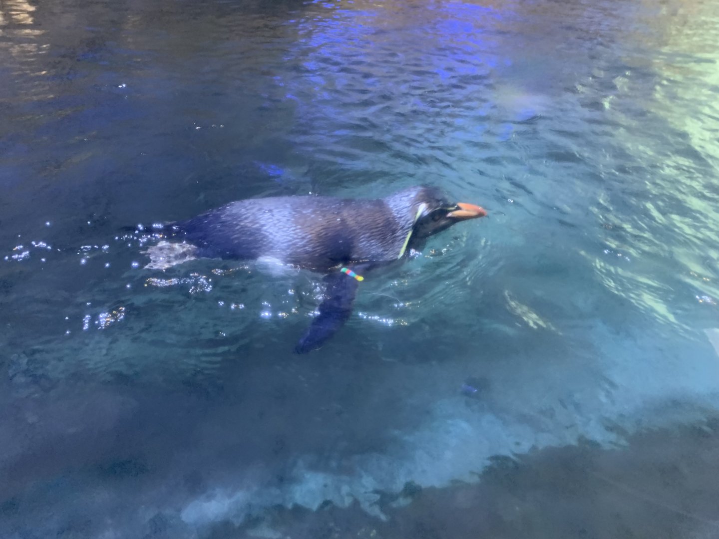 Northern rockhopper penguin