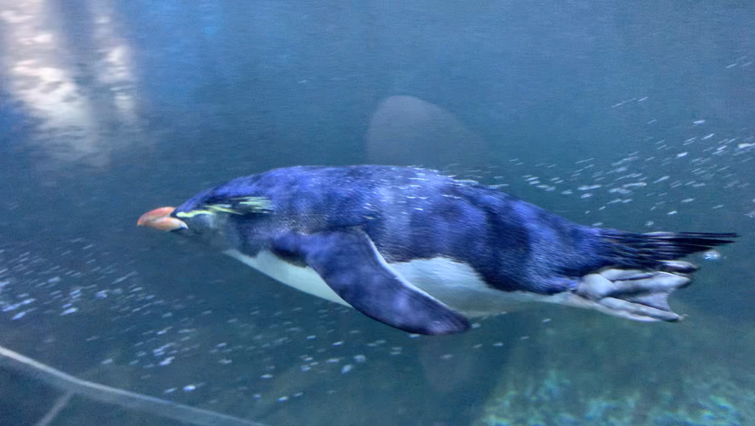 Northern rockhopper penguin