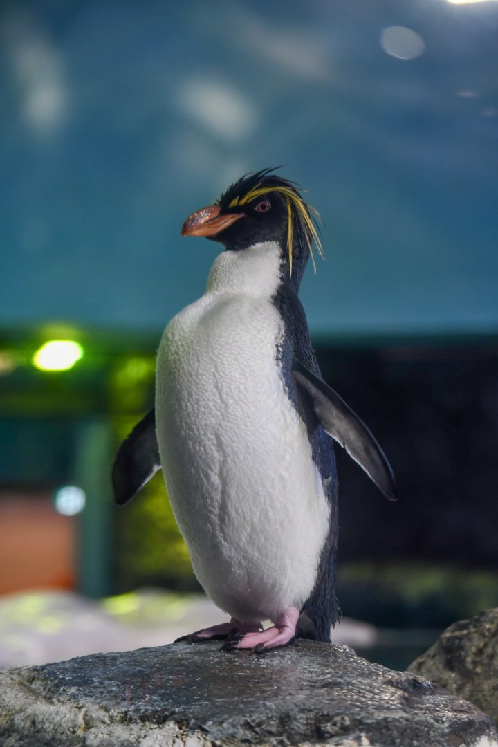 Northern Rockhopper Penguin