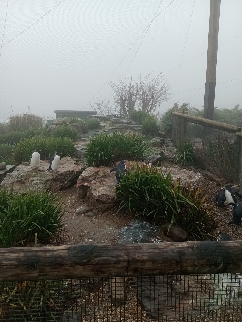 Northern rockhopper penguin