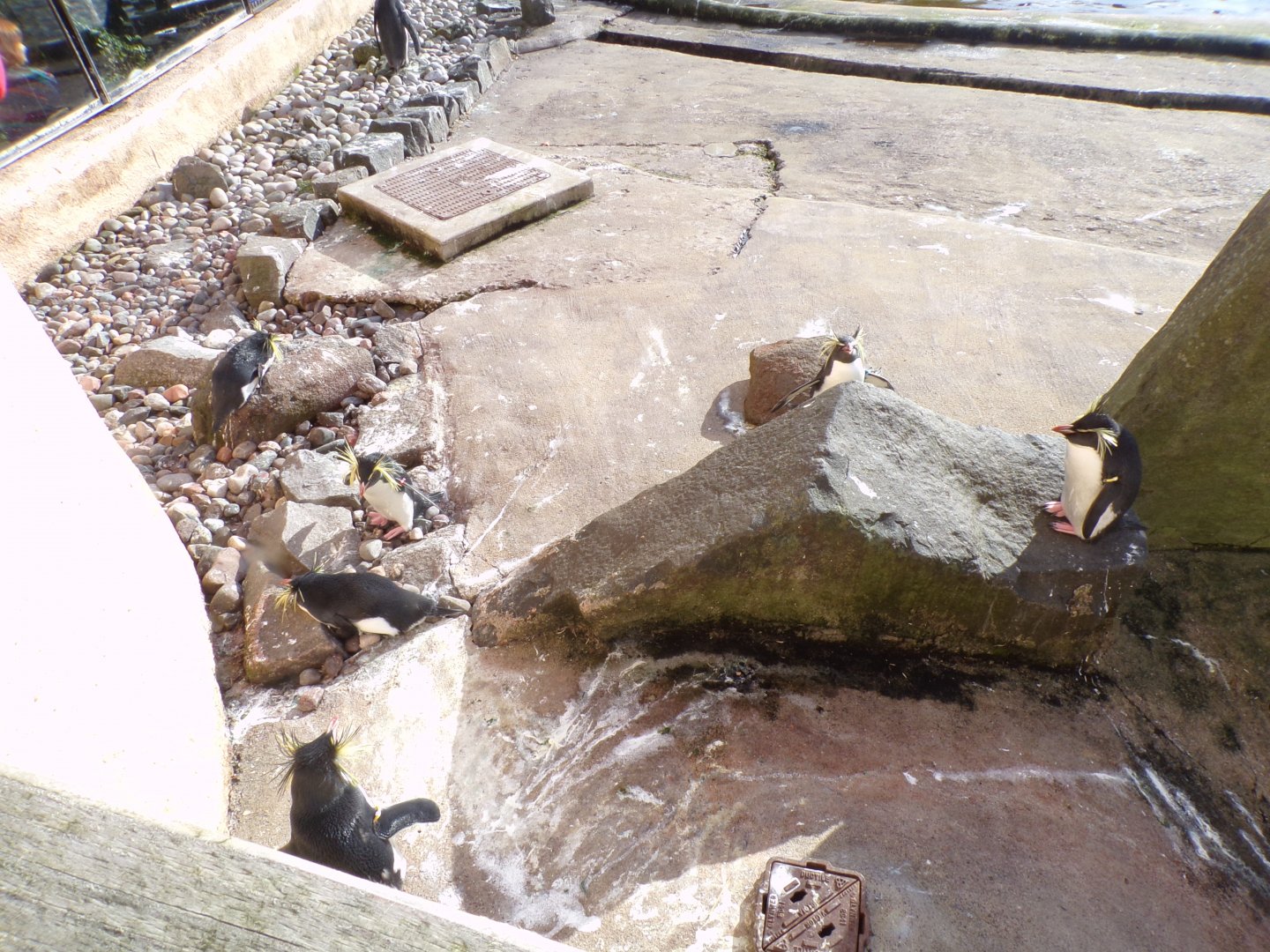 Northern rockhopper penguins 17.10.24