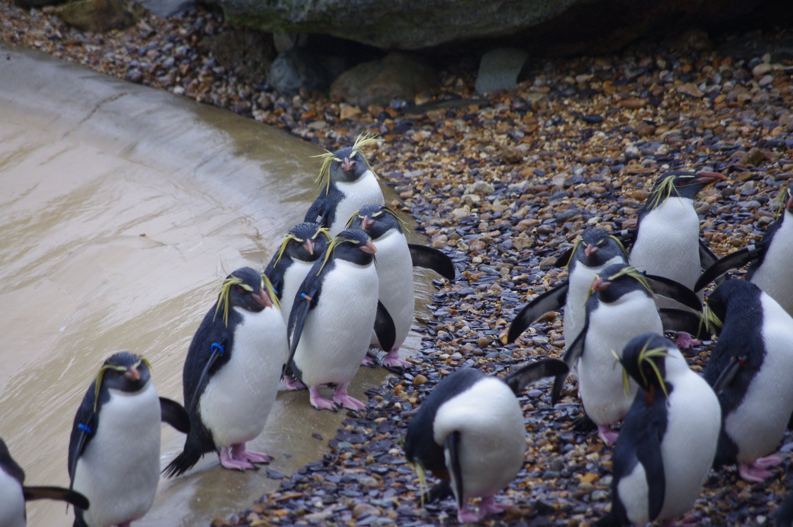 Northern Rockhopper Penguins- 28/12/2022