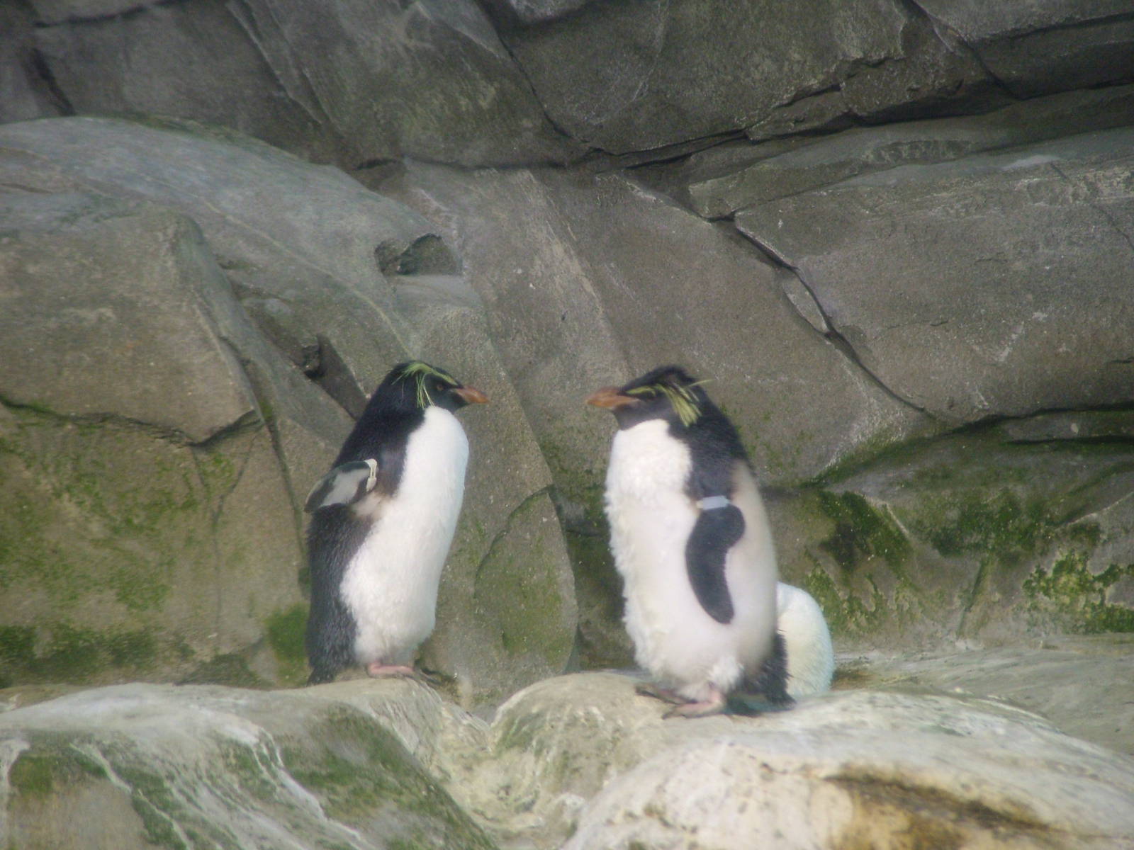 Northern Rockhopper Penguins at Berlin Zoo, 31/08/11