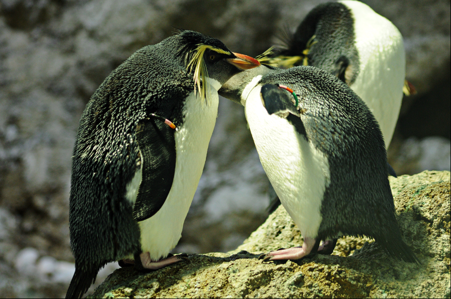 Northern rockhopper penguins at Hellabrunn
