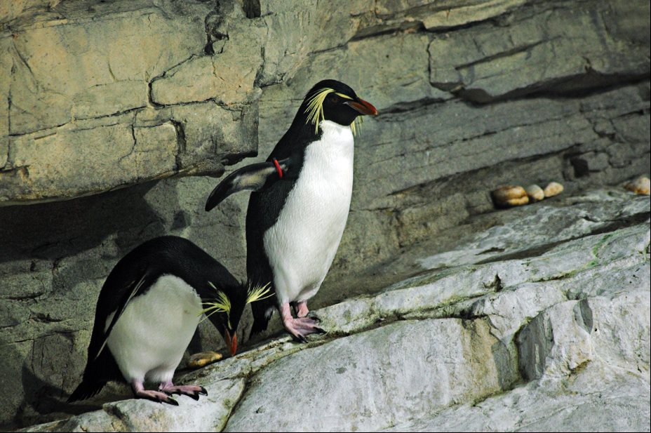 Northern rockhopper penguins at Hellabrunn