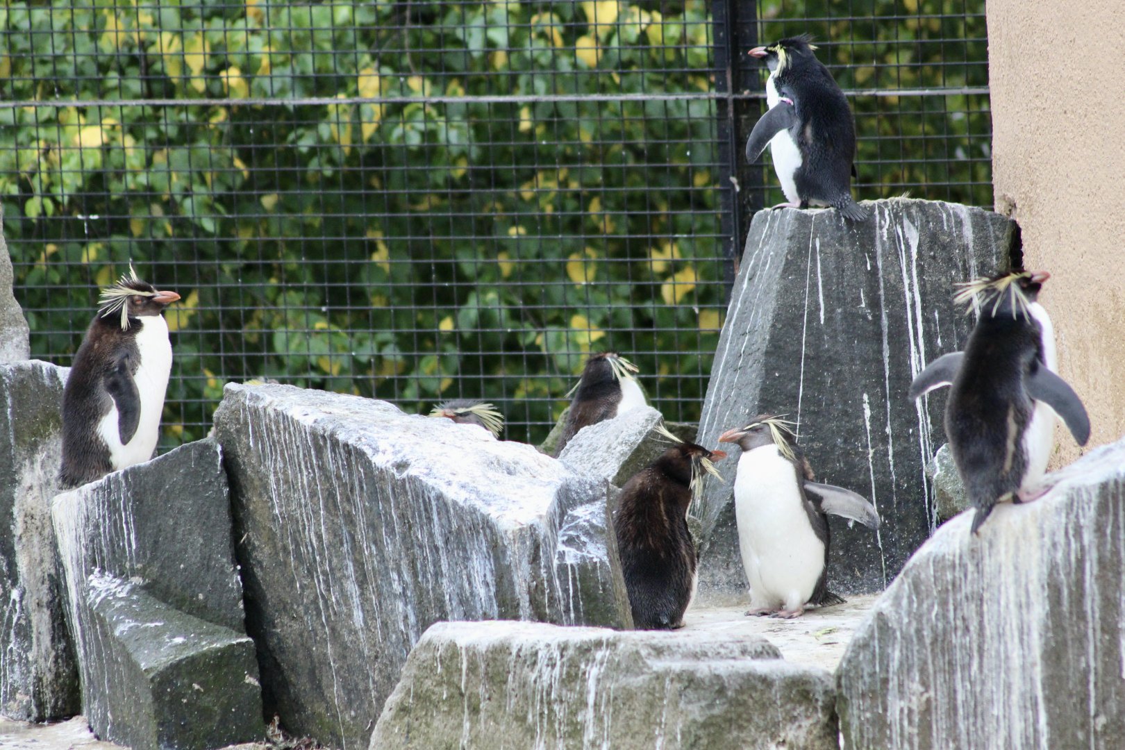 Northern rockhopper penguins (Eudyptes moseleyi) - August 2025