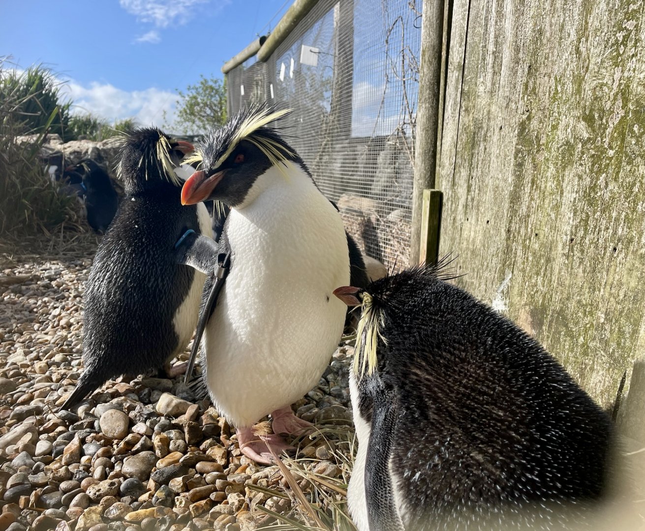 Northern Rockhopper Penguins, (Eudyptes moseleyi)
