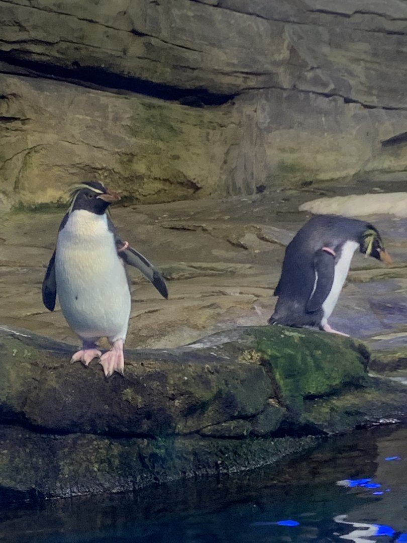 Northern rockhopper penguins