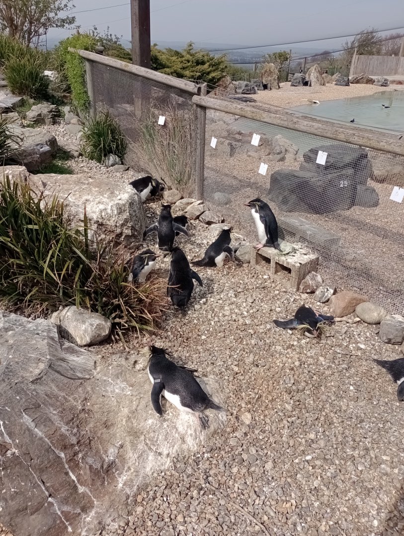 Northern rockhopper penguins