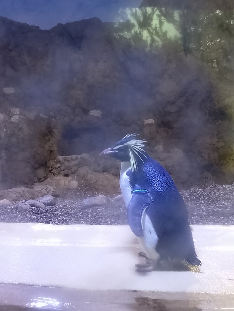Northern rockhopper penguins