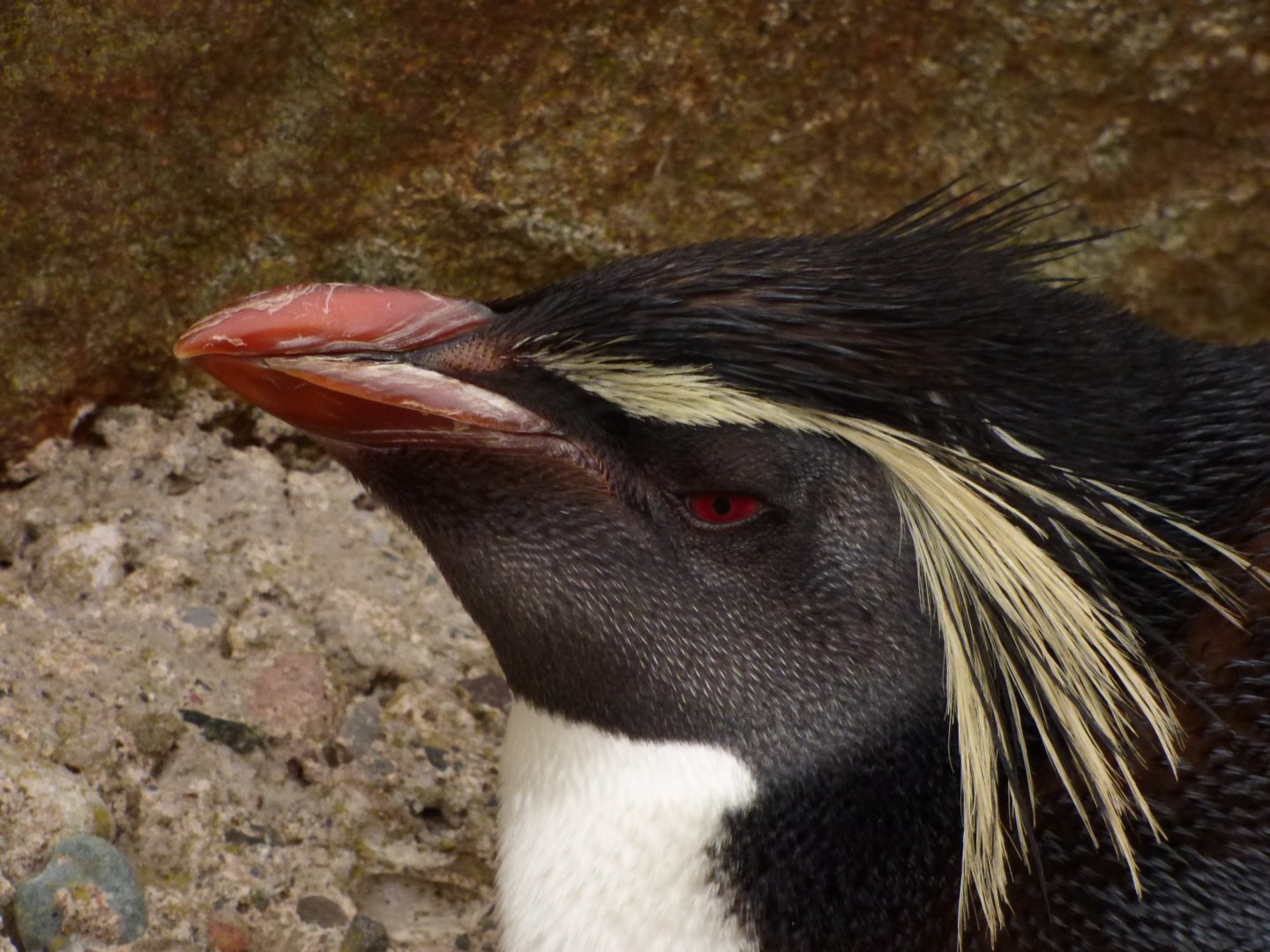 Northern Rockhopper