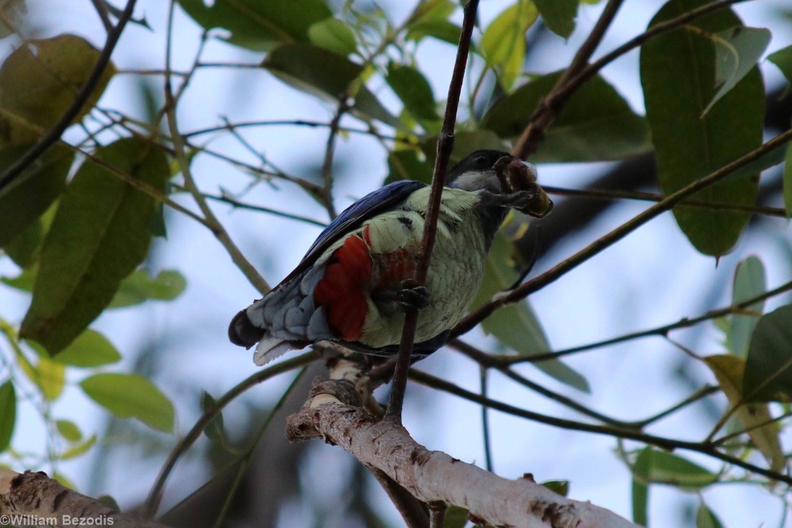 Northern Rosella - Kakadu