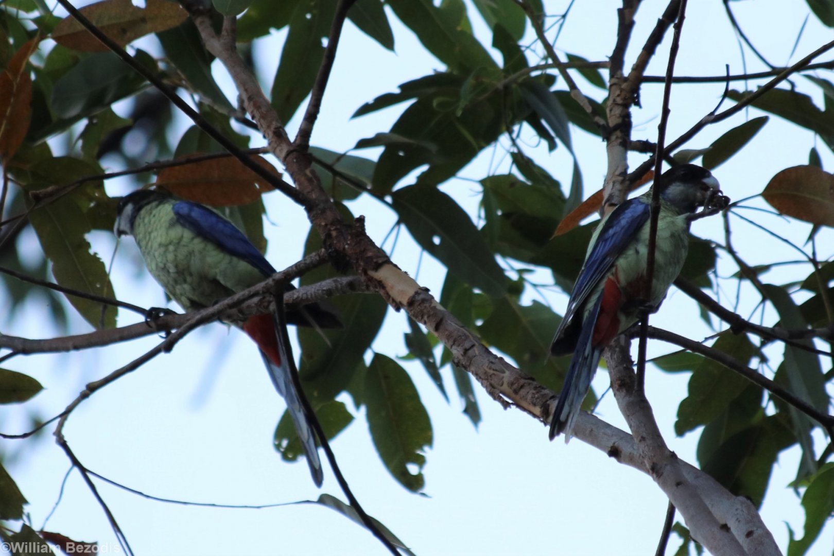 Northern Rosella - Kakadu