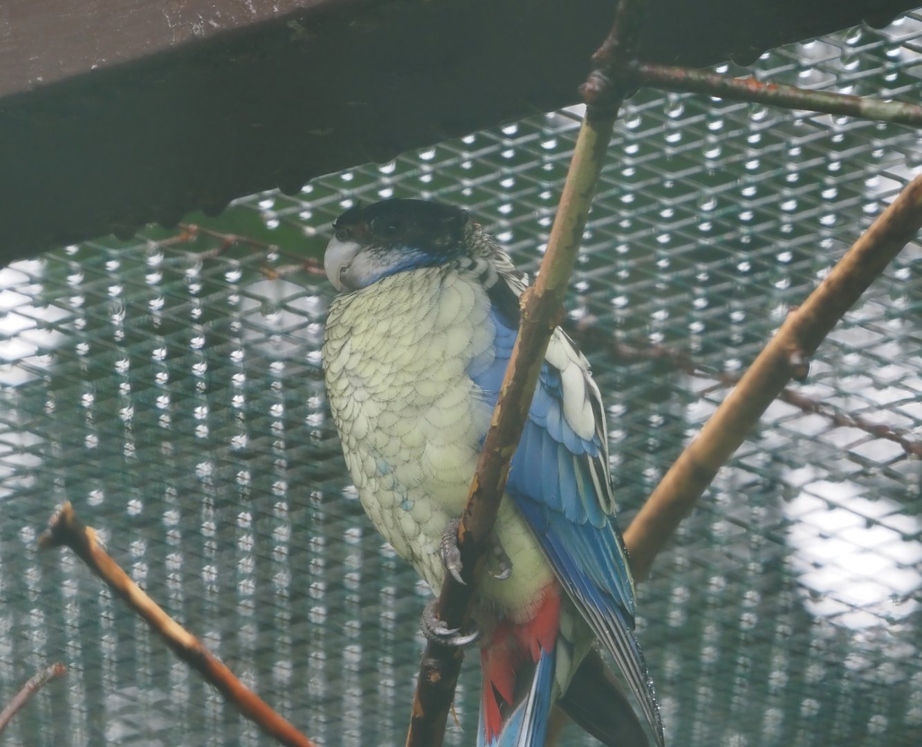 Northern rosella (Platycercus venustus), 2024-05-22