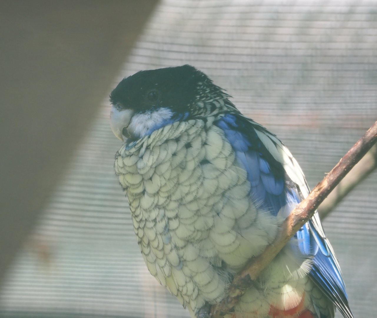 Northern rosella (Platycercus venustus), 2024-05-23