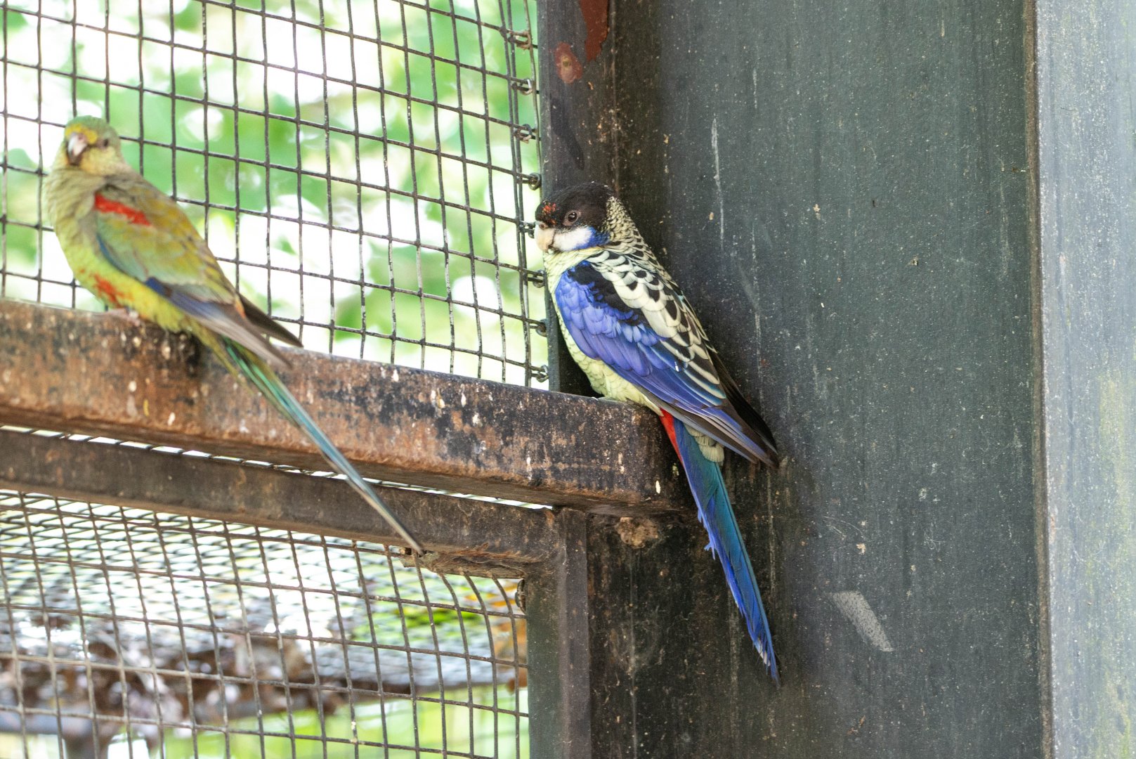 Northern Rosella- (Platycercus venustus)