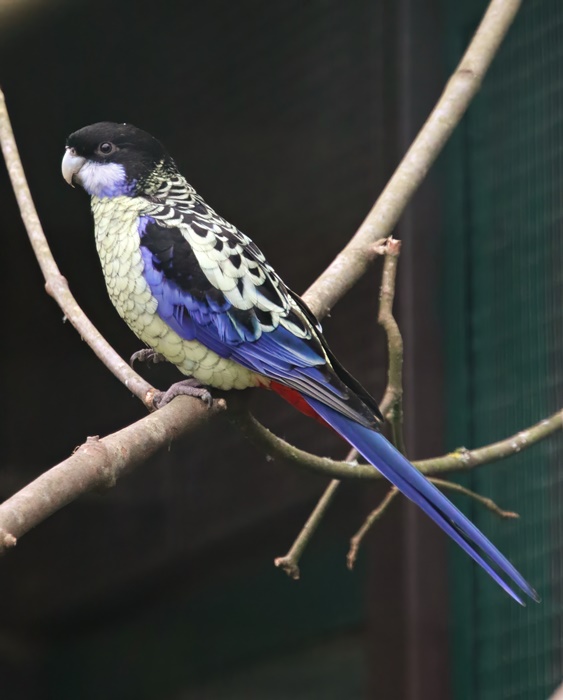 Northern rosella (Platycercus venustus)