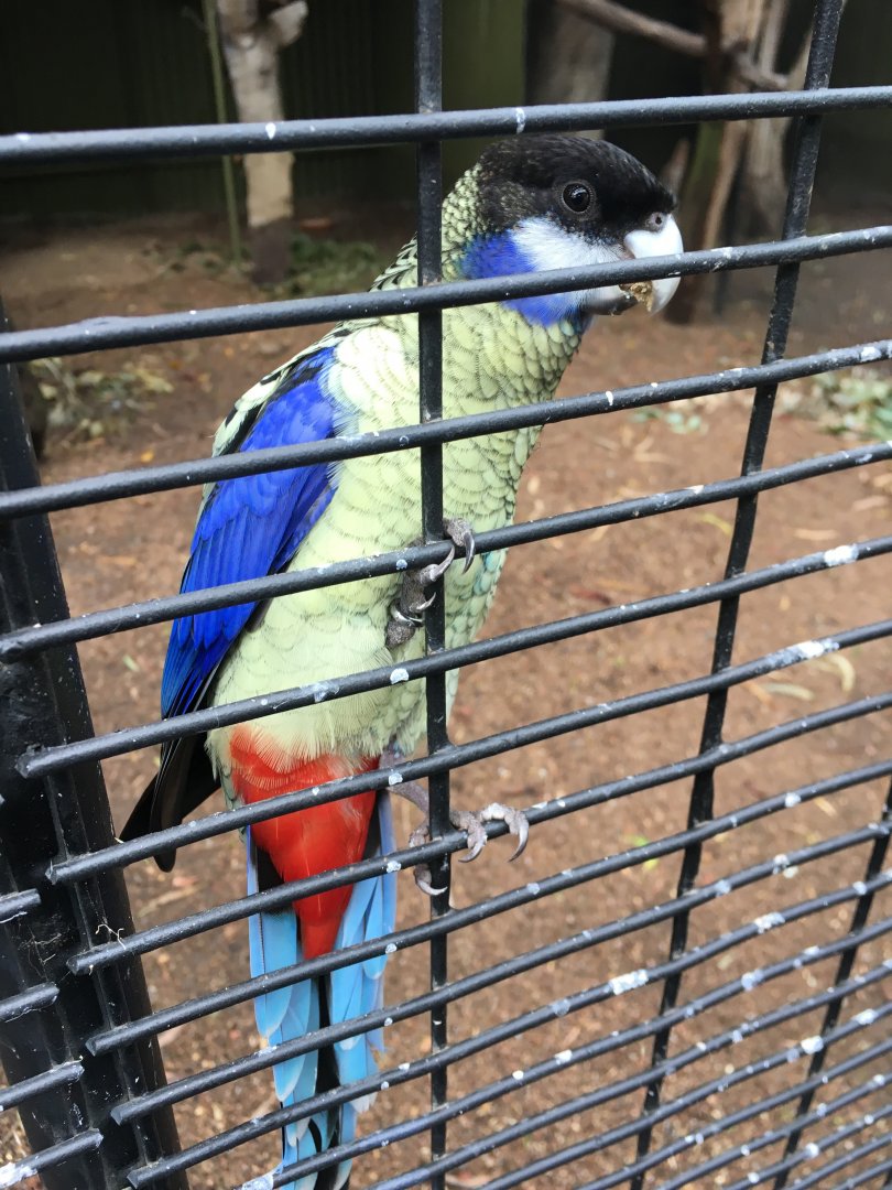 Northern Rosella
