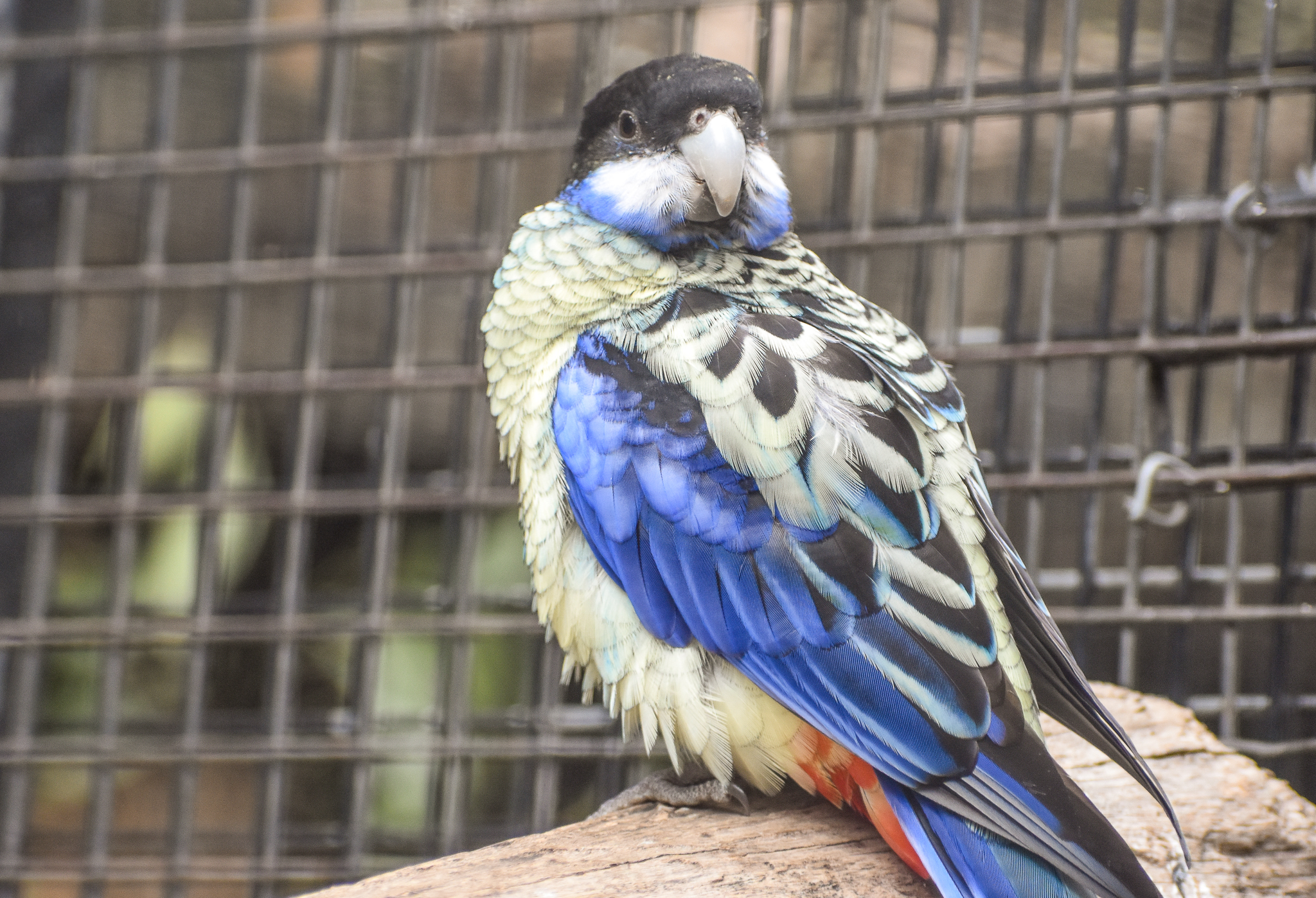 Northern Rosella