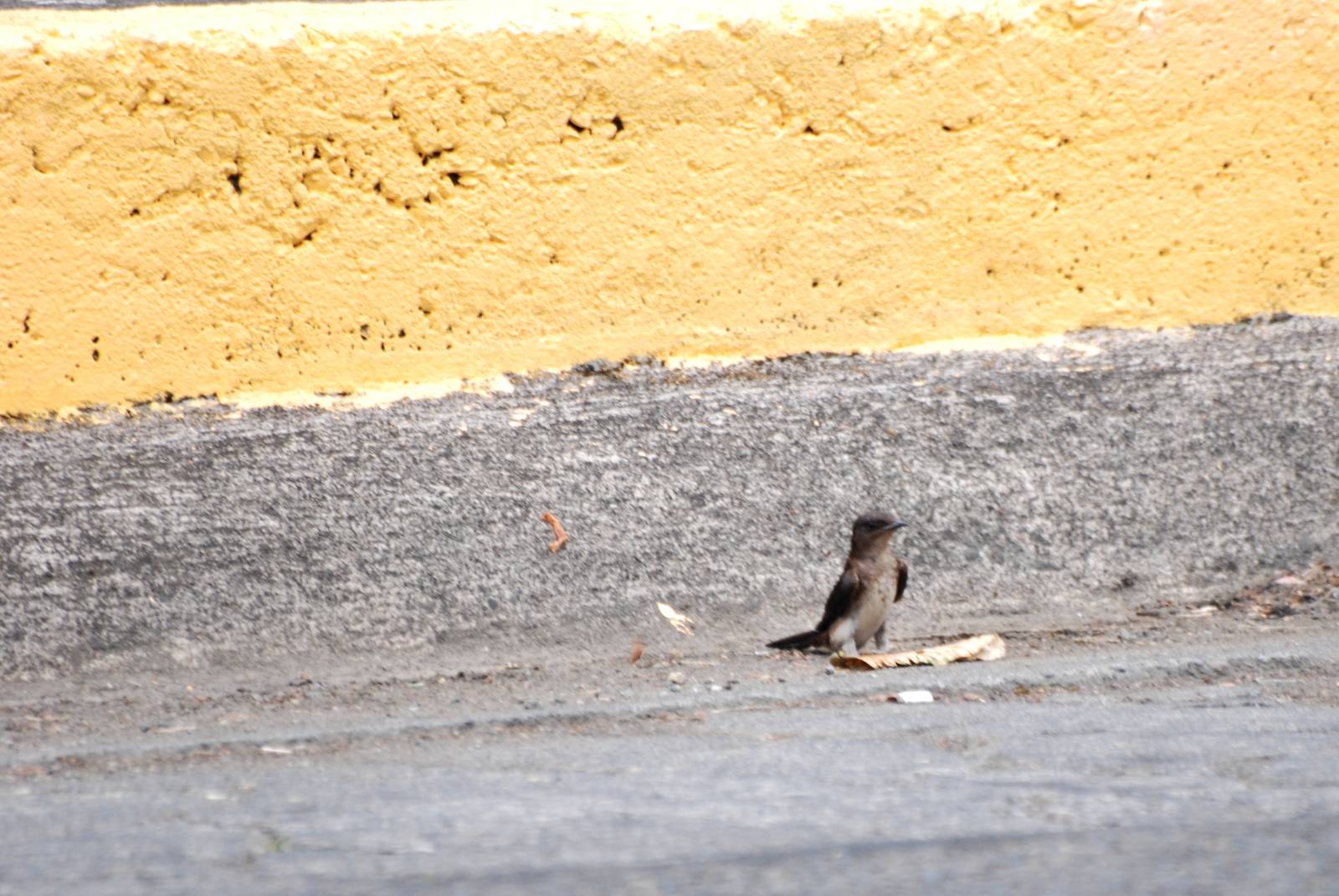 Northern Rough-winged Swallow in La Fortuna, 18/04/14