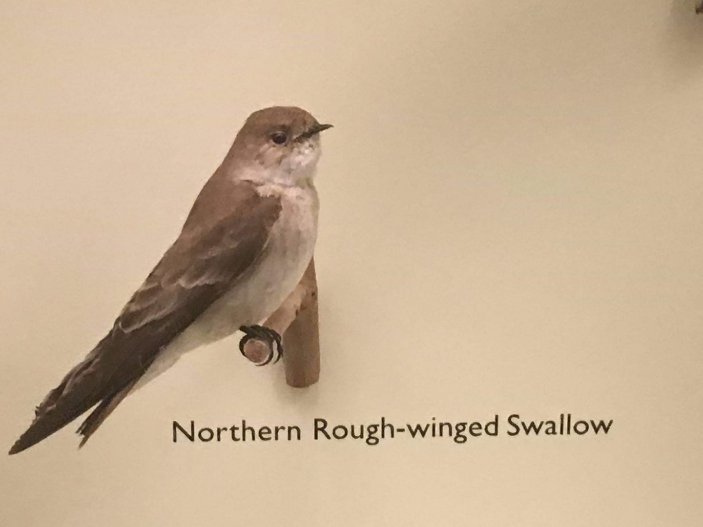 Northern rough winged swallow (Stelgidopteryx serripennis)