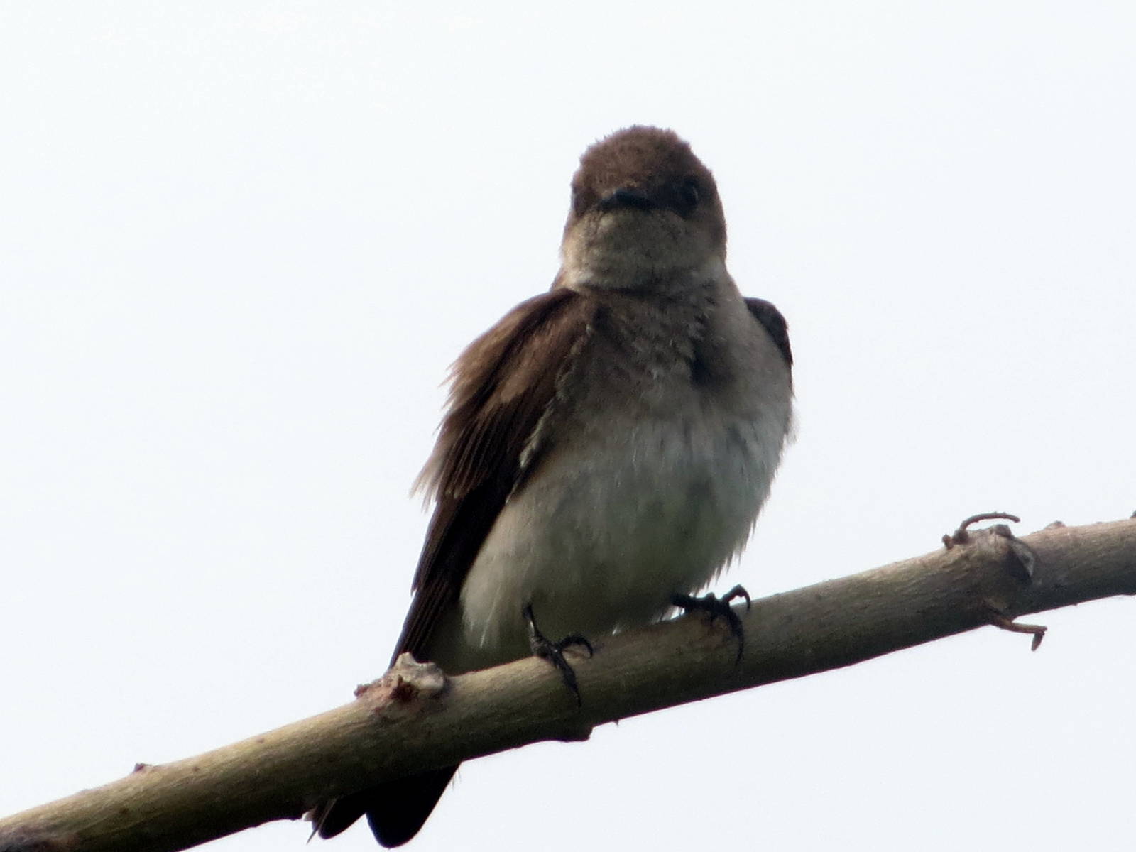 Northern Rough-winged Swallow