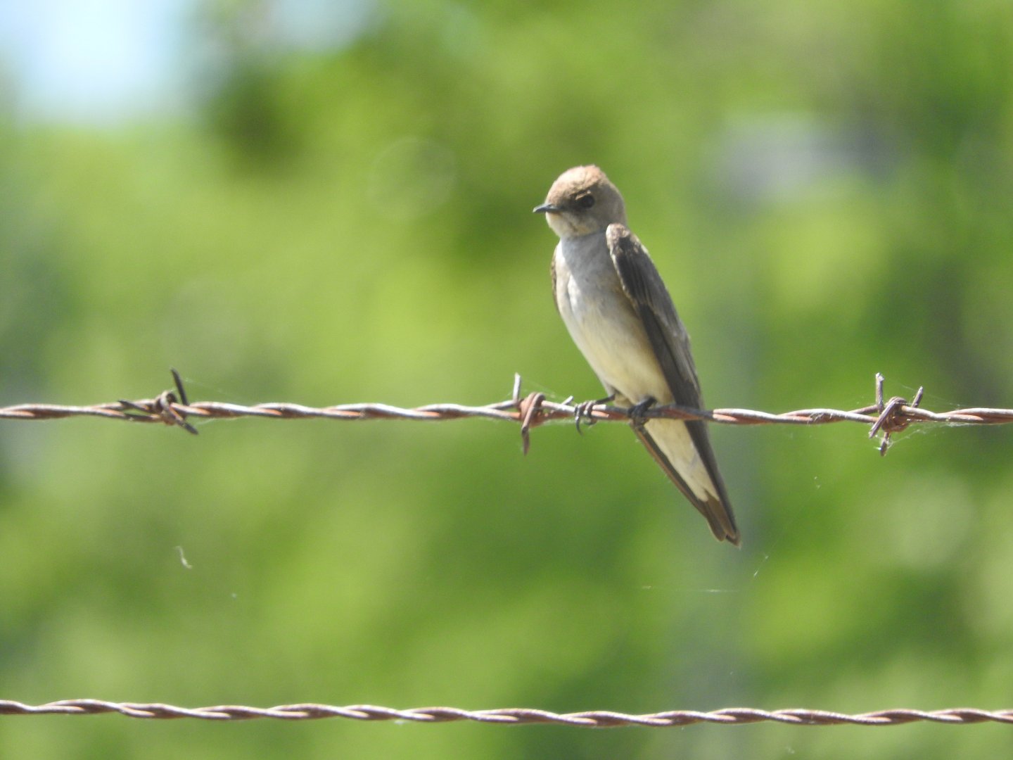 Northern Rough-winged Swallow