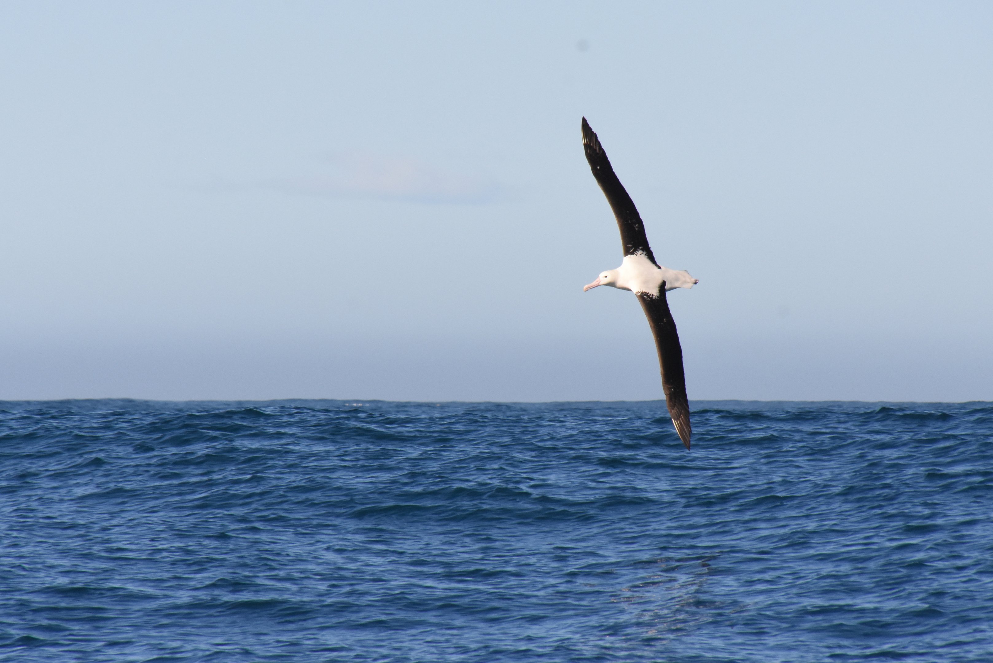 Northern royal albatross