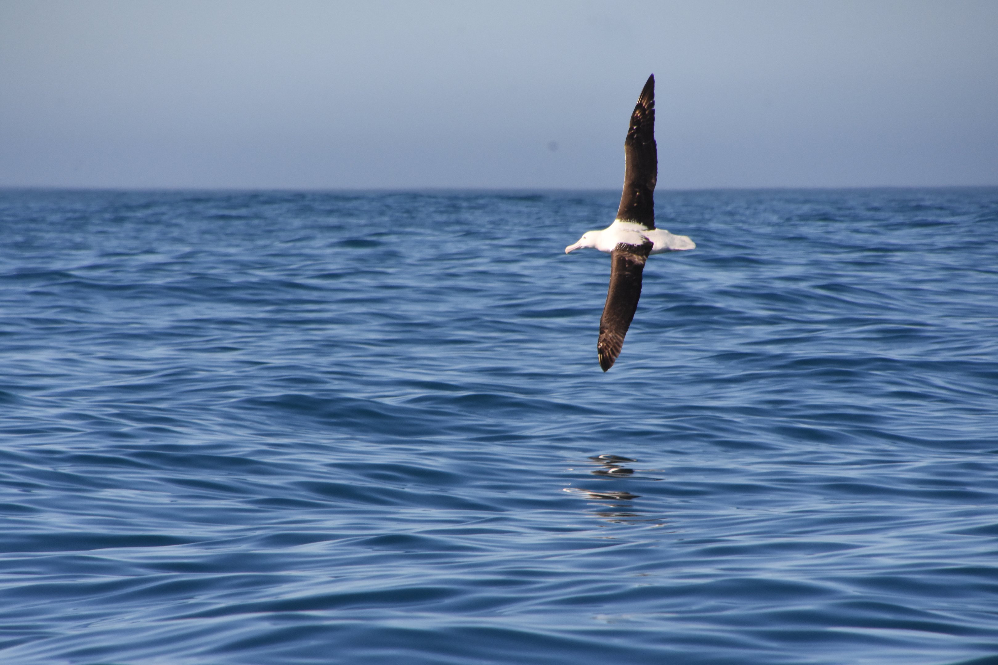 Northern royal albratross