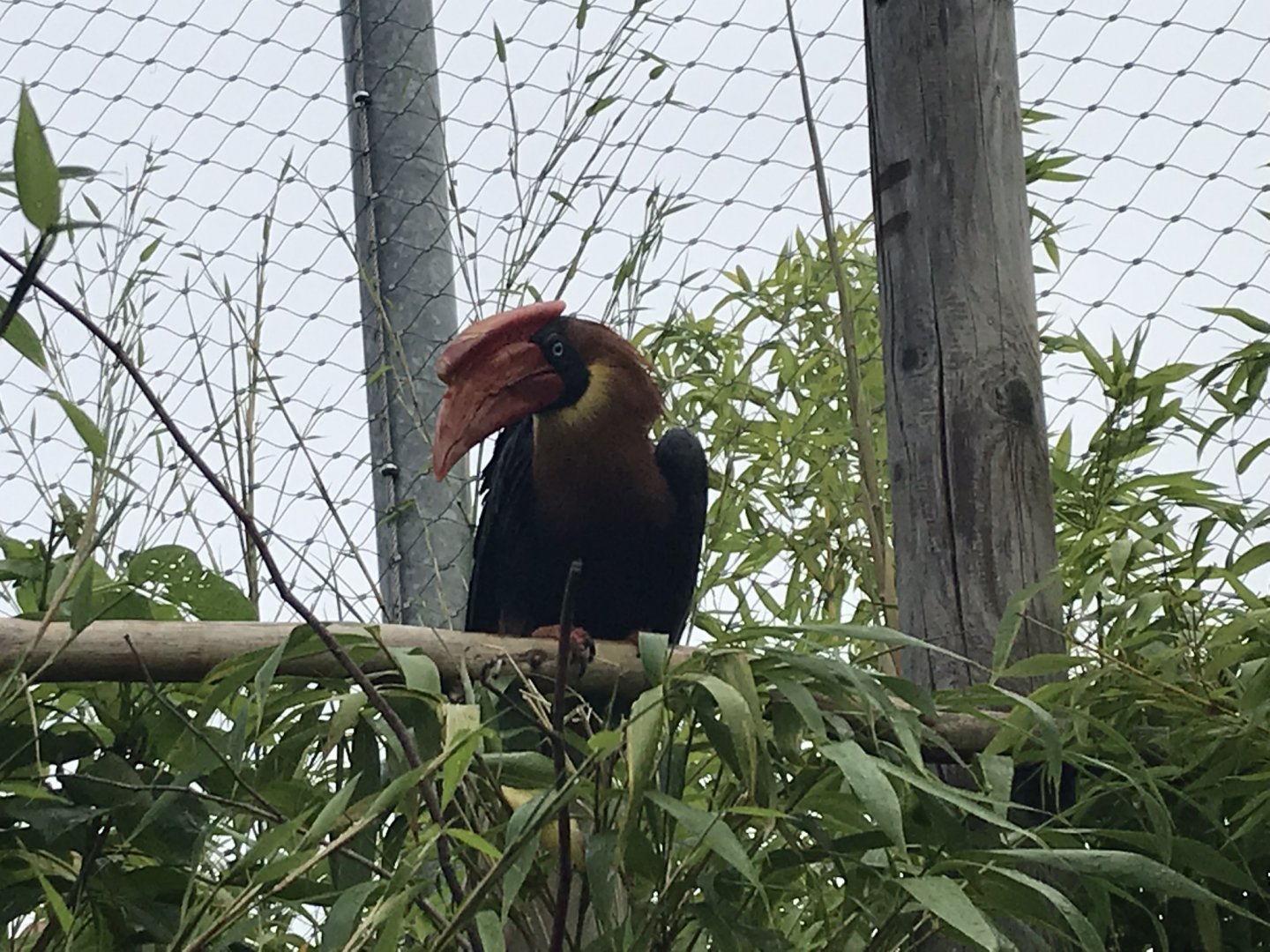 Northern rufous hornbill 050819