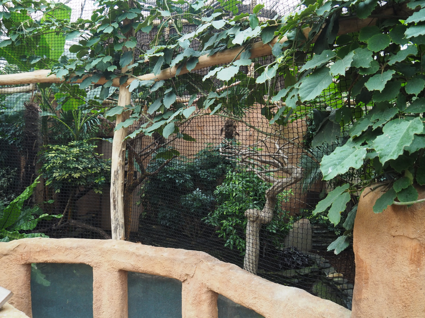 Northern rufous hornbill aviary, 2020-09-03