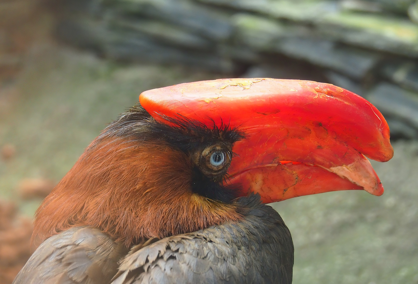 Northern rufous hornbill (Buceros hydrocorax), 2023-05-16
