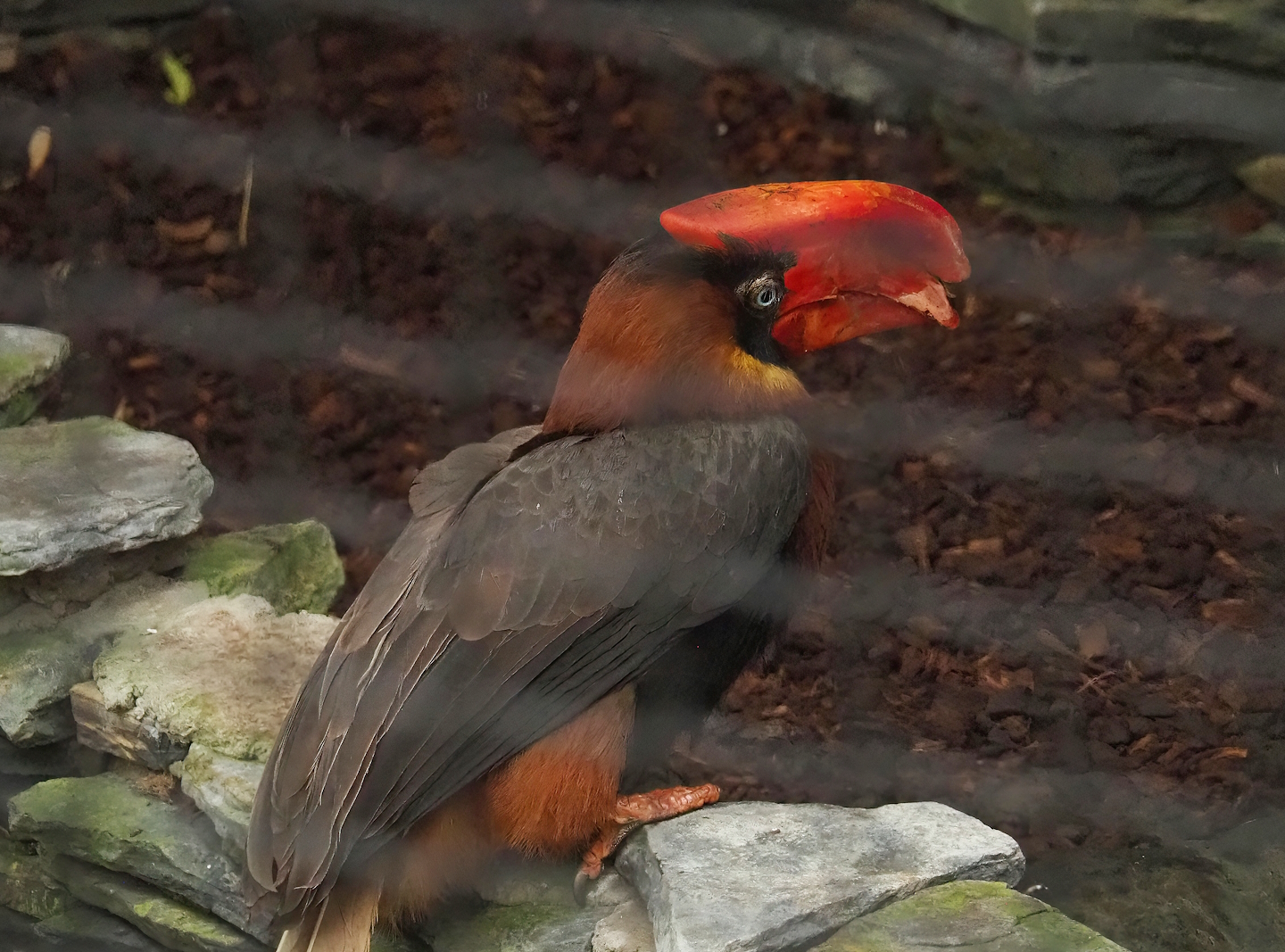 Northern rufous hornbill (Buceros hydrocorax), 2023-10-13