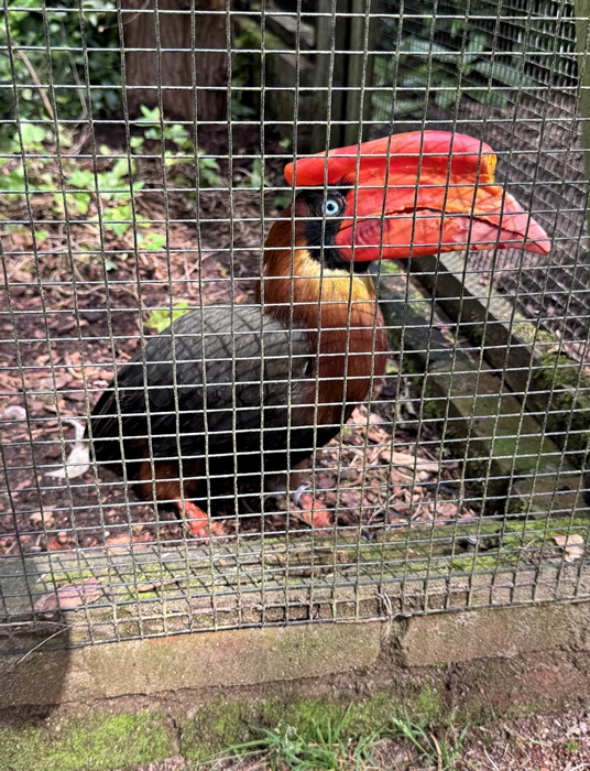 Northern rufous hornbill (Buceros hydrocorax hydrocorax)