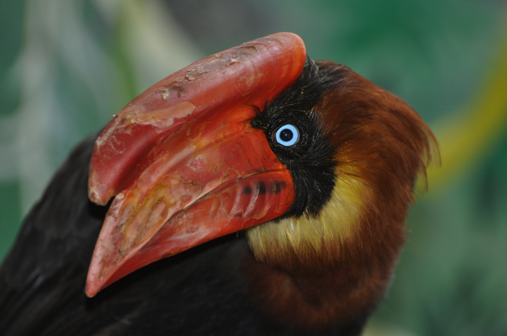 Northern rufous hornbill (Buceros hydrocorax)