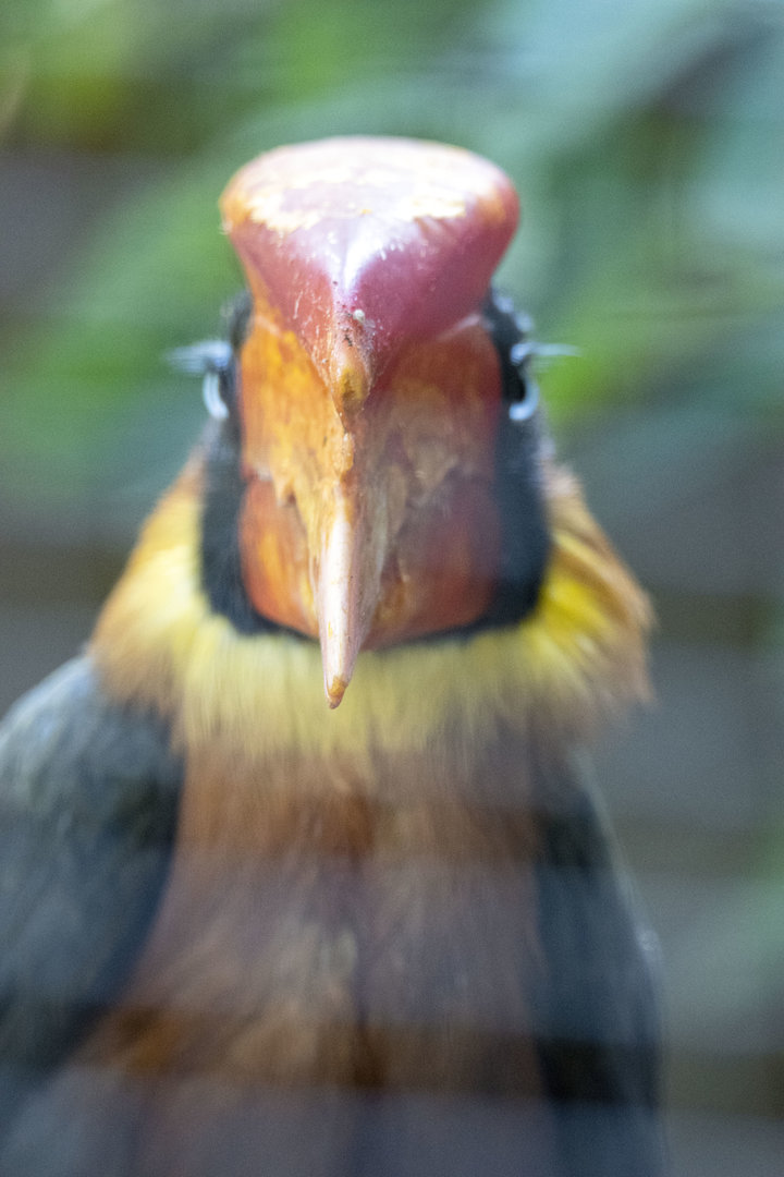 Northern rufous hornbill (Buceros hydrocorax)