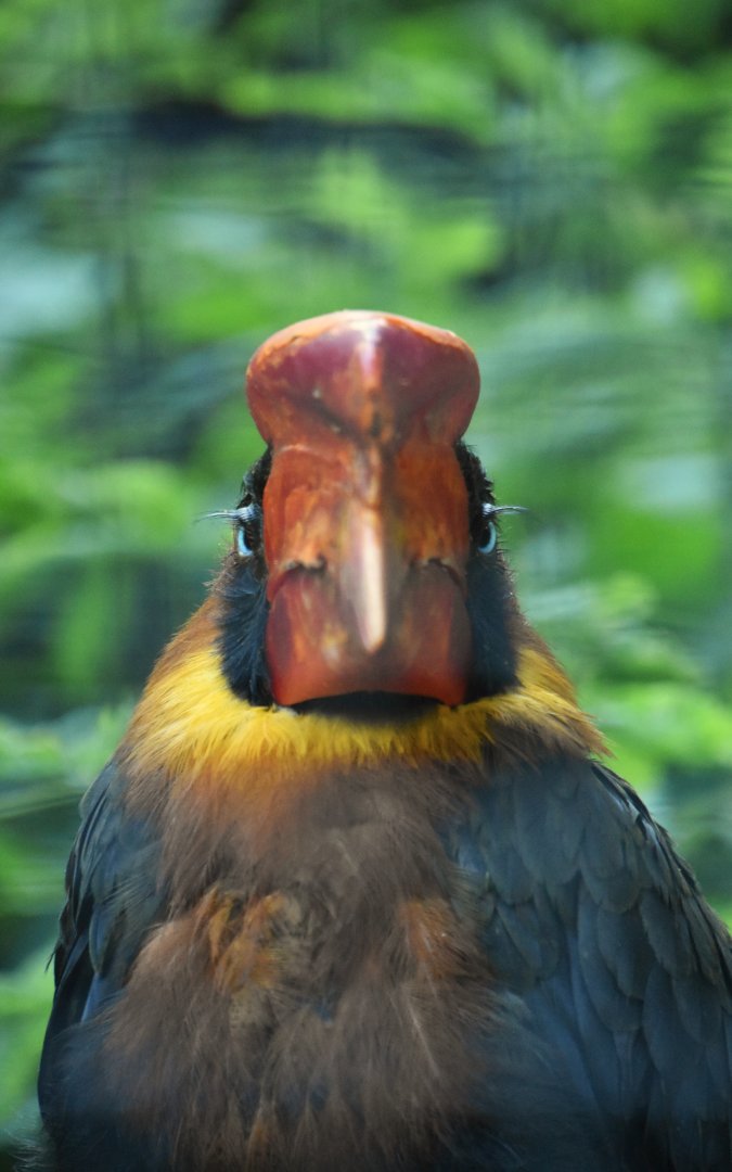 Northern rufous hornbill, Buceros hydrocorax