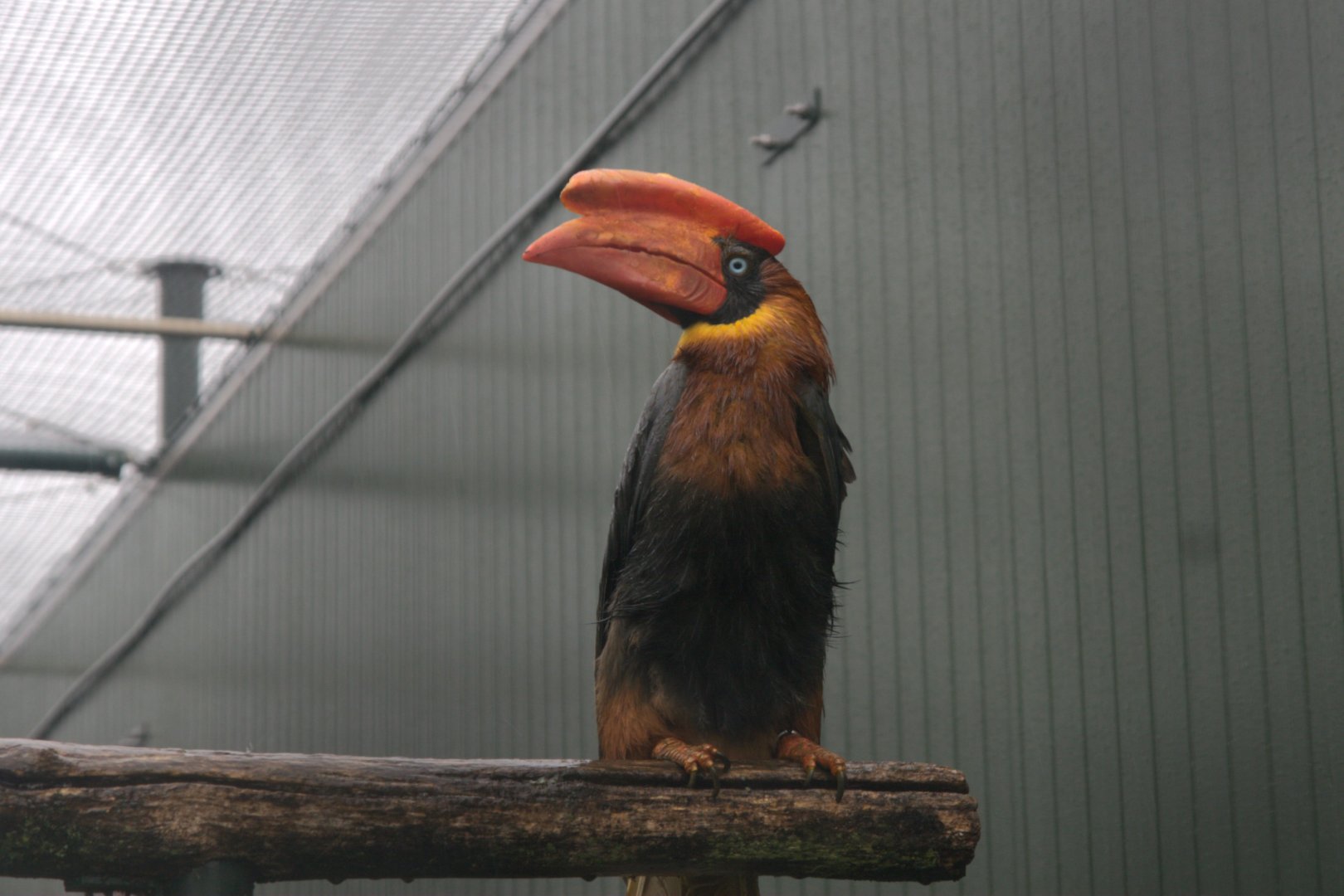 Northern Rufous Hornbill (Buceros hydrocorax)