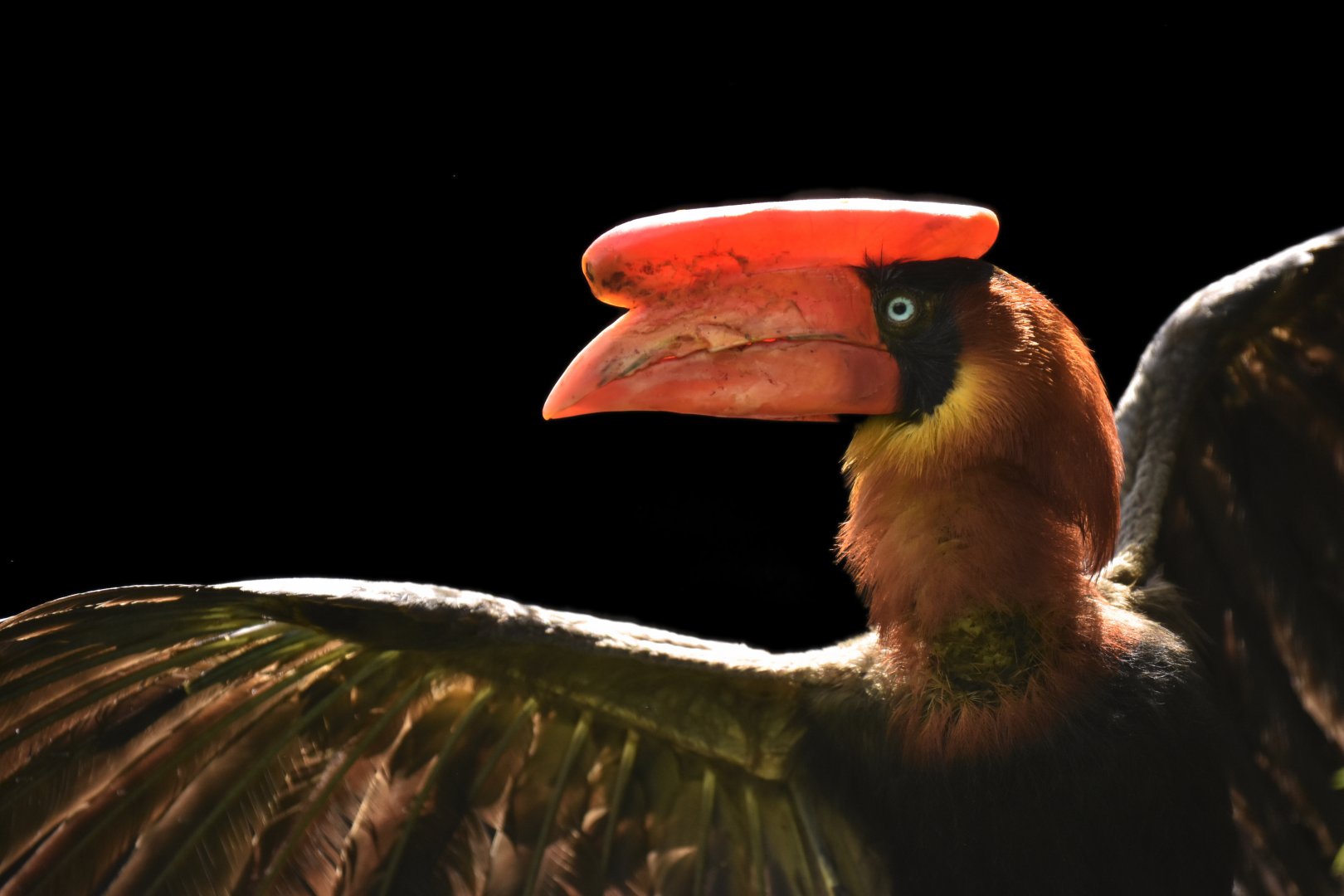 Northern rufous hornbill Buceros hydrocorax