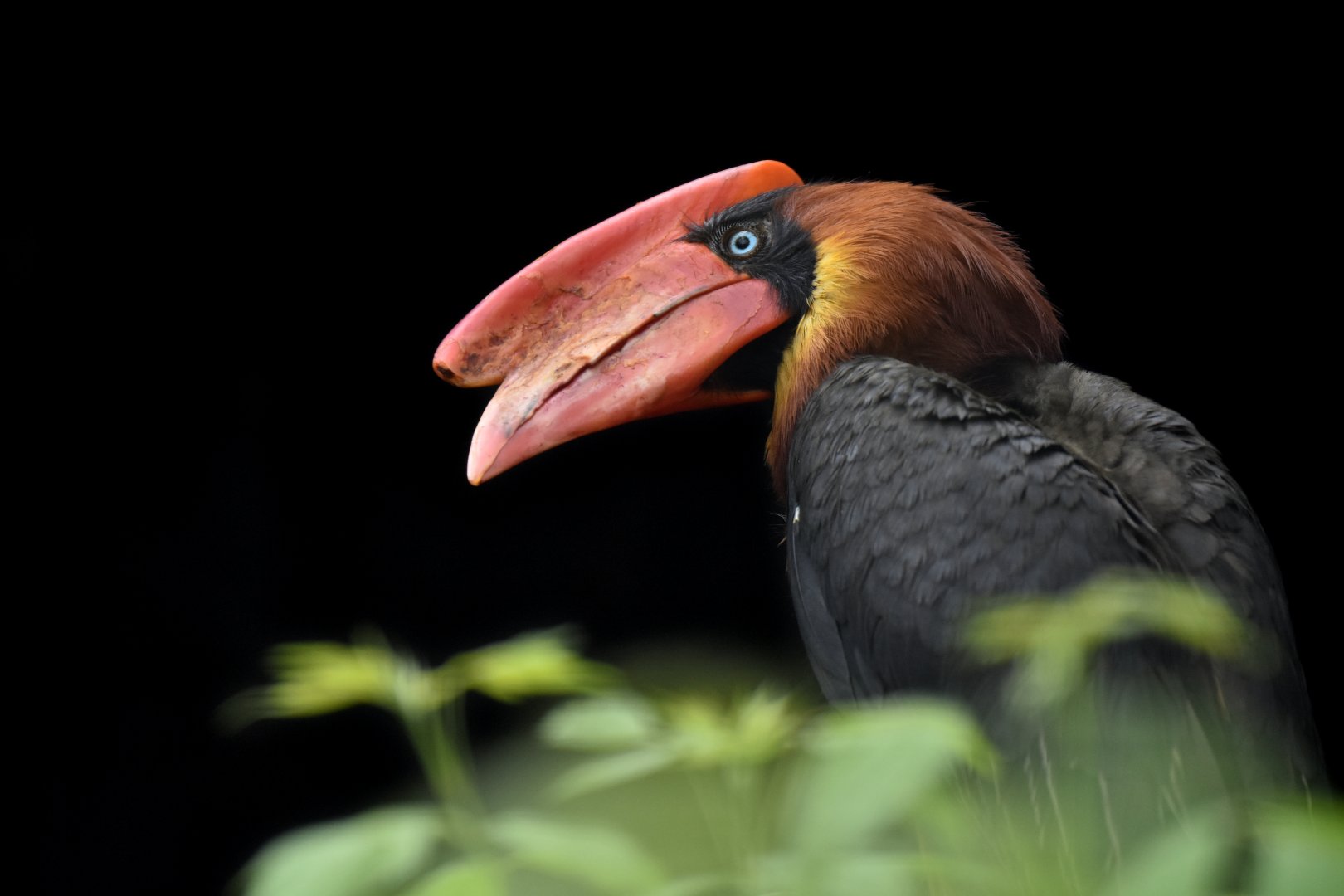 Northern rufous hornbill Buceros hydrocorax