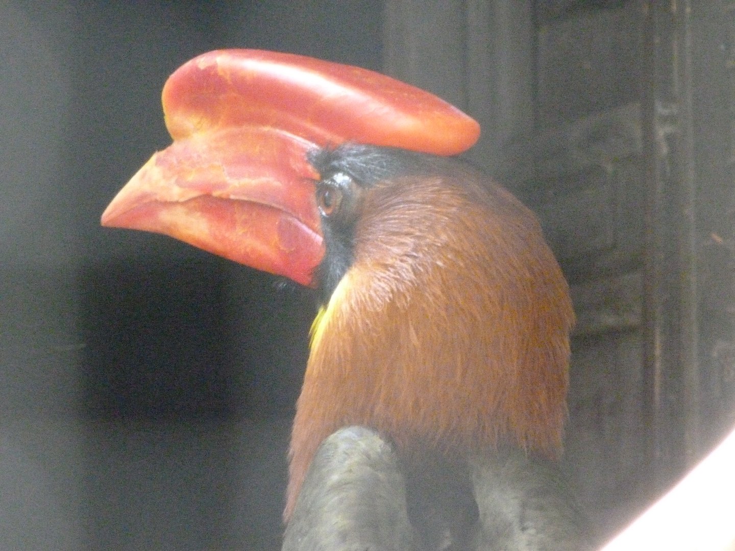 Northern rufous hornbill -Zoo Praha (2025)