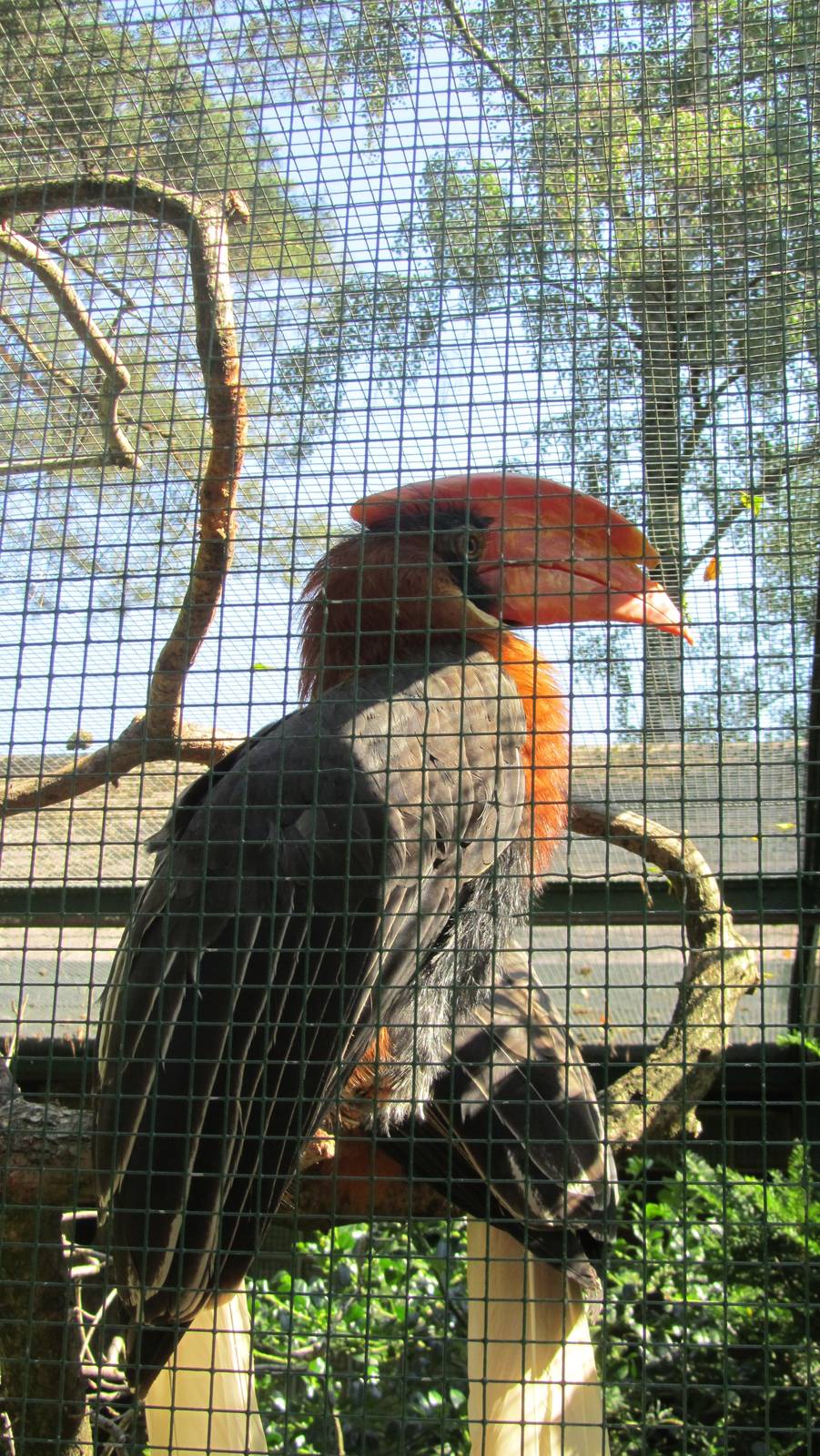 Northern rufous hornbill