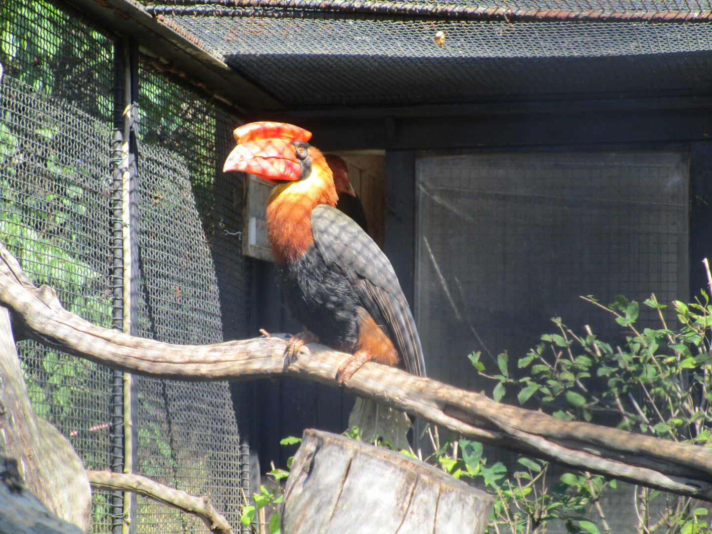Northern Rufous Hornbill