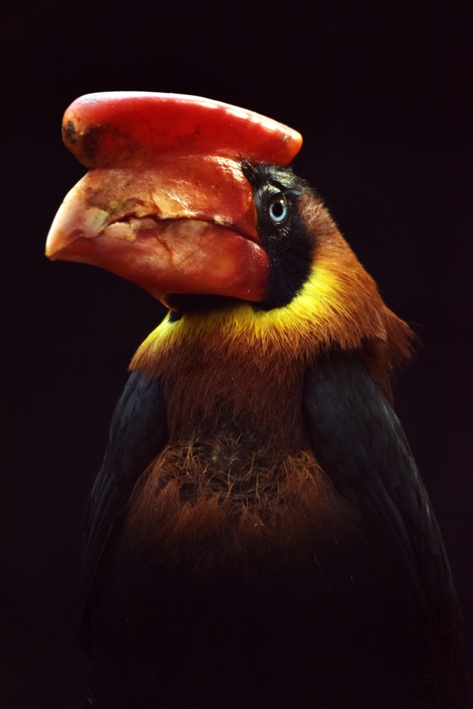 Northern rufous hornbill