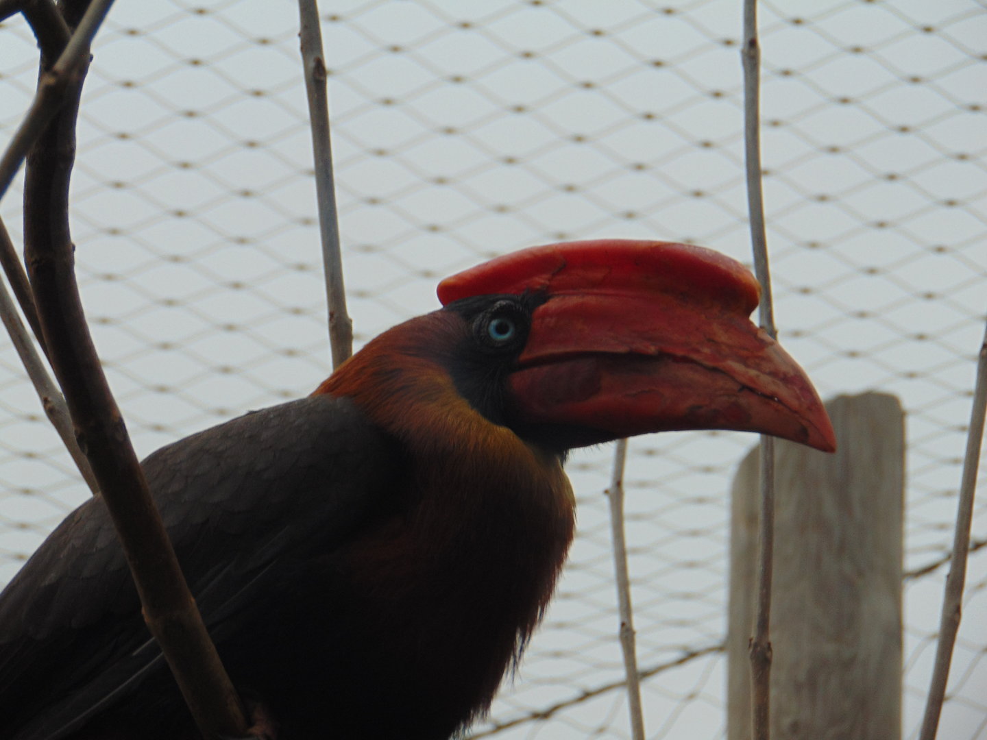 Northern Rufous Hornbill