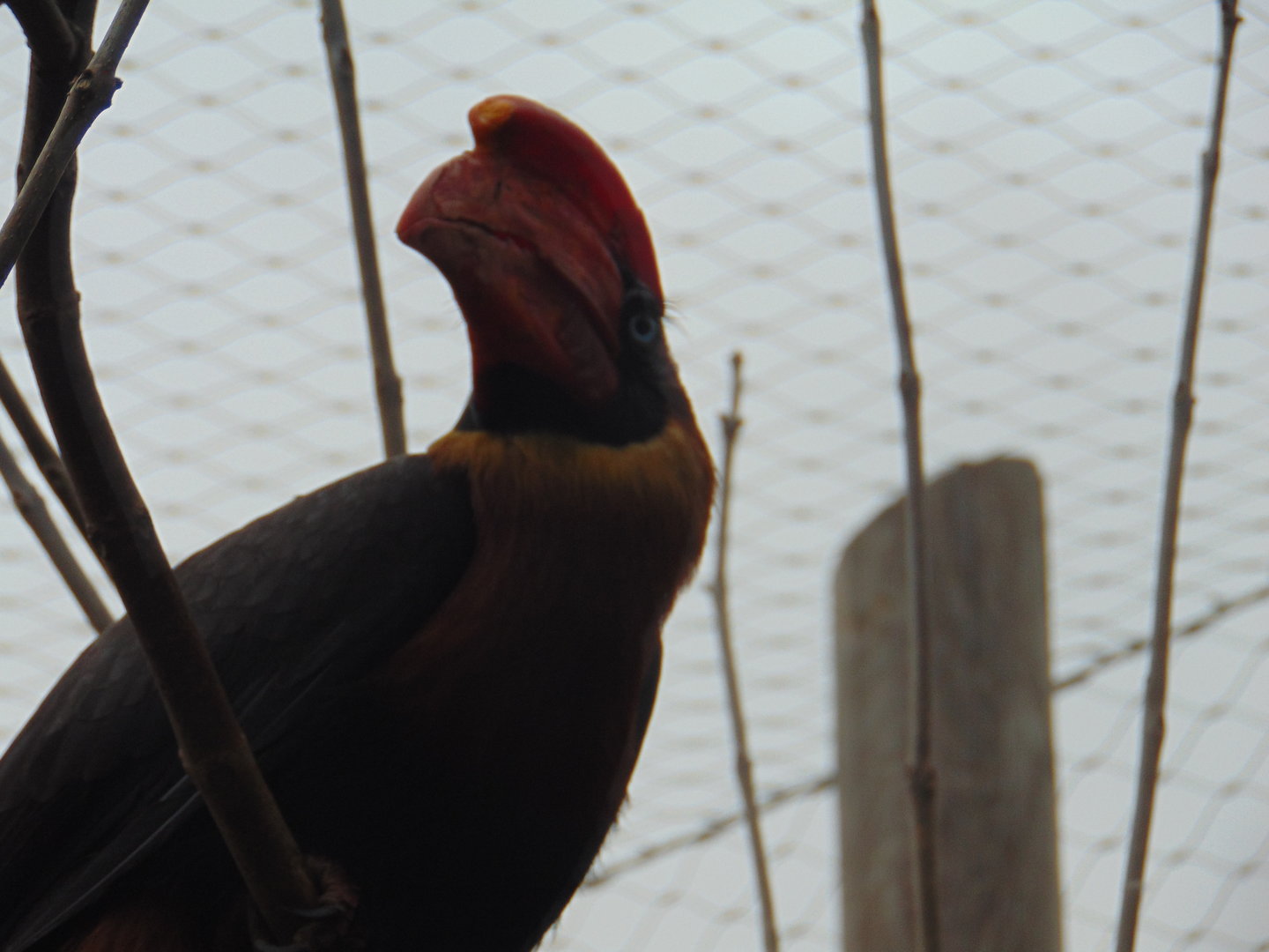 Northern Rufous Hornbill