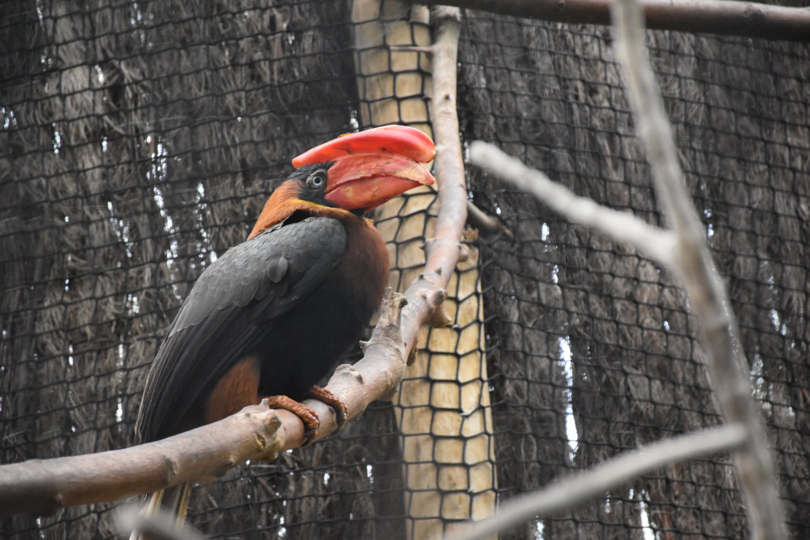 Northern rufous hornbill