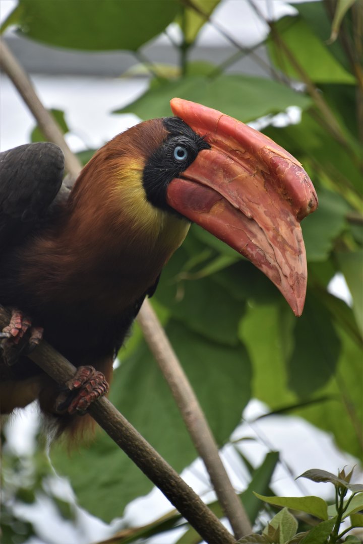 Northern rufous hornbill