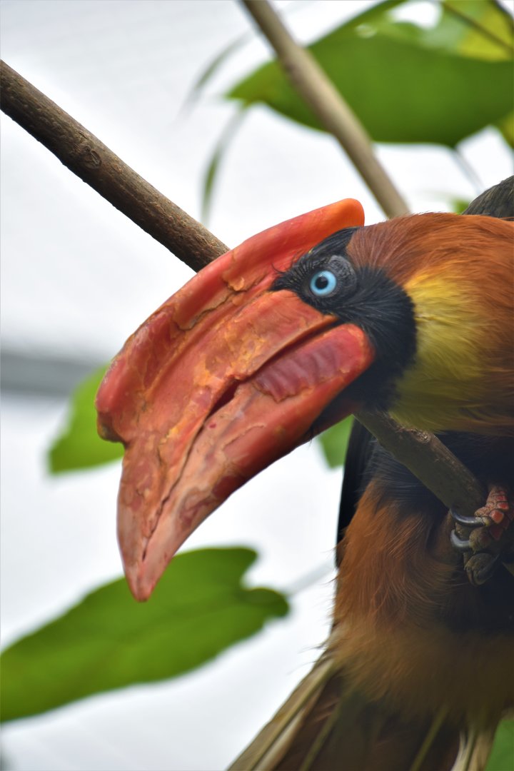 Northern rufous hornbill